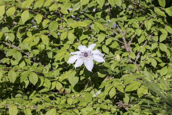 クレマチスの原種で山野に自生するカザグルマの花の写真素材