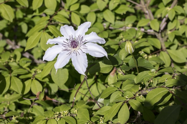 クレマチスの原種で山野に自生するカザグルマの花の写真素材