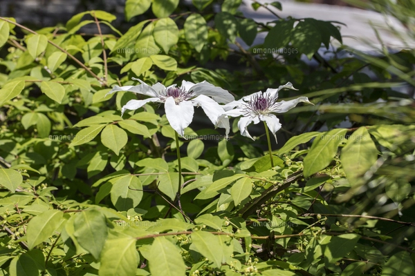 クレマチスの原種で山野に自生するカザグルマの花の写真素材