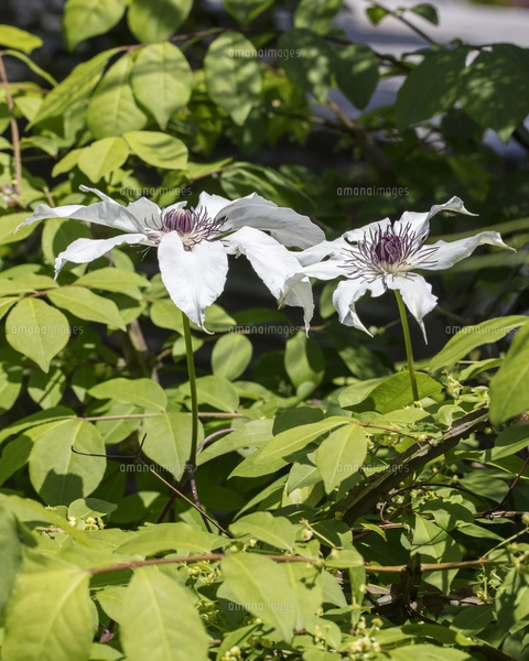 クレマチスの原種で山野に自生するカザグルマの花の写真素材