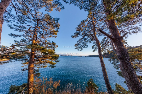 作品名  [松島風景] 日本三景「松島」の夜明け(超広角)の写真素材 [FYI08175831