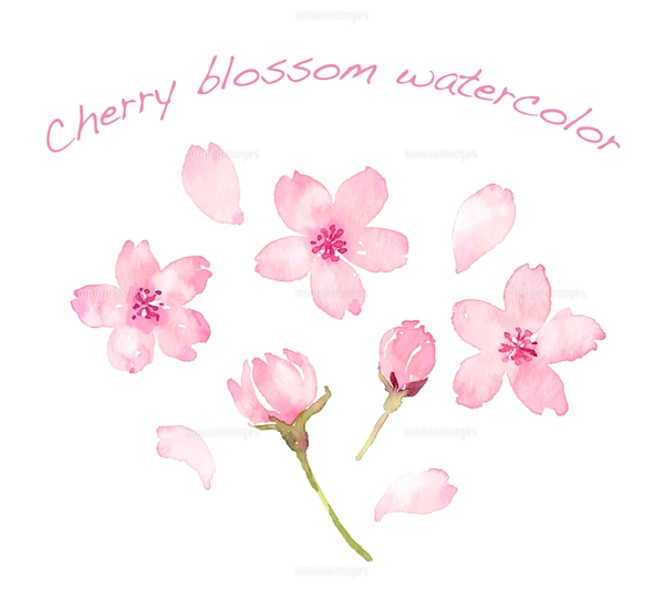 水彩画の桜の花びらセットのイラスト素材 [FYI08181278] | ストック