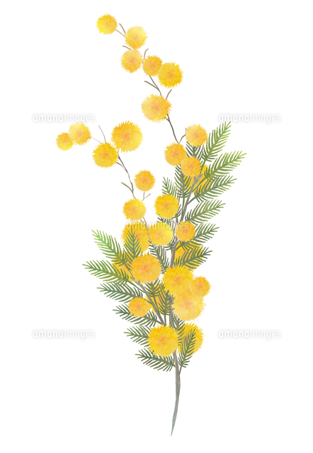 繊細なミモザの花の水彩画のイラスト素材 [FYI08185665] | ストック