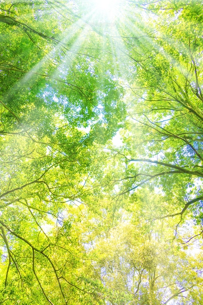 新緑の樫の木の写真素材 [FYI01474890] | ストックフォトの Qlean