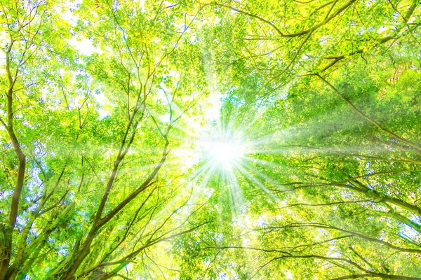 幻想的な森林の風景 Lサイズ アート写真 9ce439c2206ca5454c6ce96efee73b