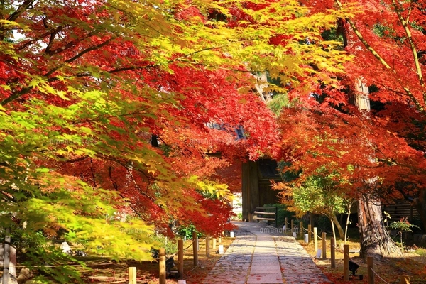 朝日で赤く染まる蔦沼の紅葉の写真素材 [FYI04794506