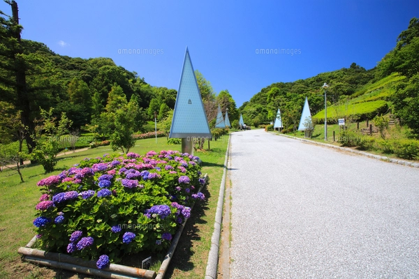 淡路ハイウェイオアシス・兵庫県立淡路島公園の新緑とアジサイ咲く