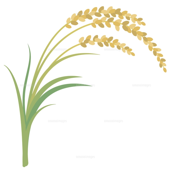 稲穂と升に入ったお米と米袋のイラスト素材 [FYI08219445] | ストック