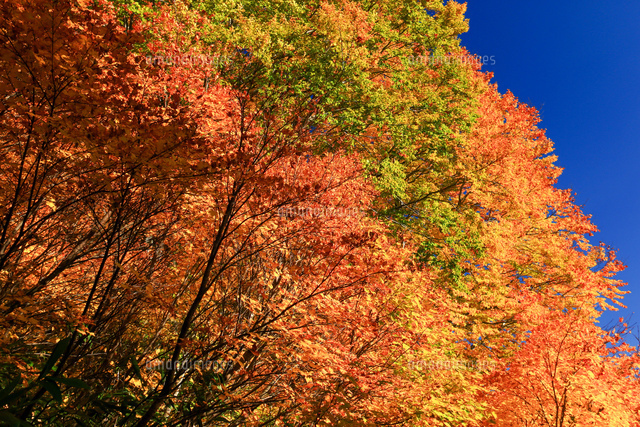 奥入瀬 八甲田山 紅葉 大型風景画 油彩 F20号 2025年】青森紅葉1泊2日