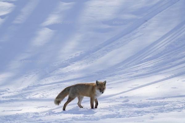 ウサギ(ジャパニーズホワイト)の写真素材 [FYI04078860