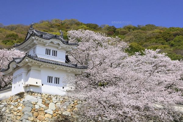 シロツメクサの花畑の風景 水彩イラストのイラスト素材 [FYI04745827