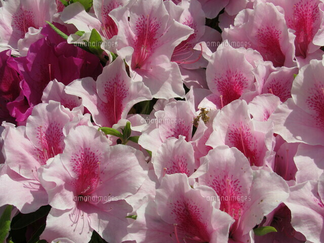 神戸/相楽園・庭園内ツツジの花アップの写真素材 [FYI08236557