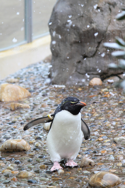 新潟市水族館 マリンピア日本海のミナミイワトビペンギンさんの写真