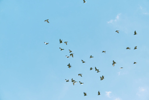 青空を飛ぶ鳥の群れの写真素材 [FYI08237609] | ストックフォトの