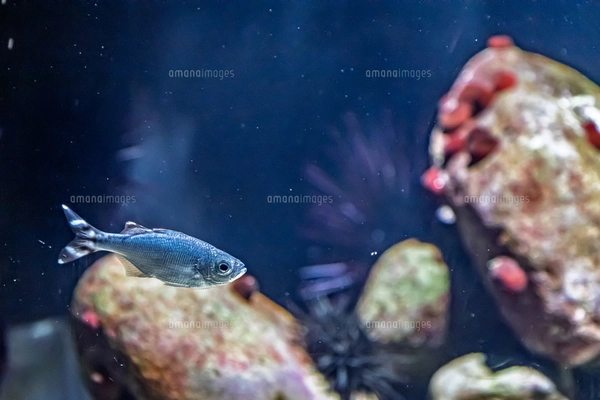 いろいろな魚介セット 水彩 水墨画風 モノトーンのイラスト素材