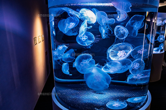 クラゲ アクアリウム 海月水族館 クラゲのリラクゼーションアクアリウム
