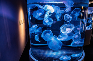 神秘的なクラゲの水槽の写真素材 [FYI08243055] | ストックフォトの