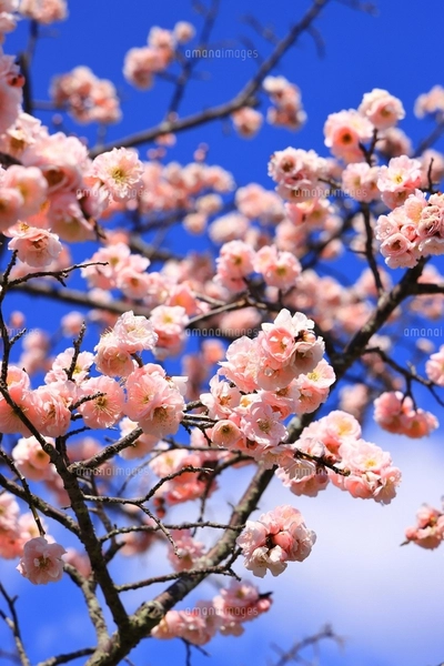 手描きイラスト オリジナル 「枝垂桜のカーテン」 原画 創作