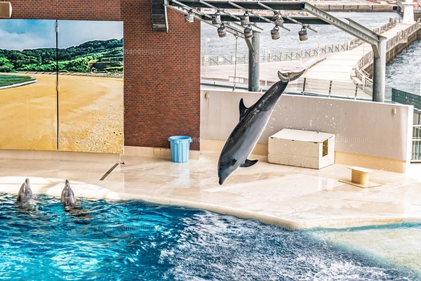イルカショー｜海峡館の写真素材 [FYI08247234] | ストックフォトの
