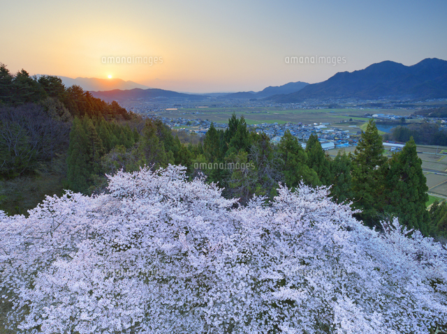 市坂峠の桜と塩田平と浅間山から昇る朝日の写真素材 [FYI08248102