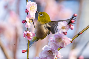 メジロと梅の写真素材 [FYI08248129] | ストックフォトの Qlean Market