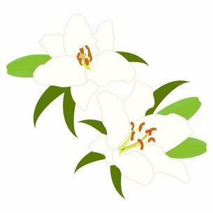 白いユリの貼り絵 ユリ白のイラスト素材 [FYI08251322] | ストックフォトの Qlean Market