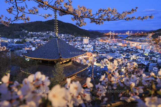 桜咲く天寧寺と尾道市街の夜景の写真素材 [FYI08259313] | ストック