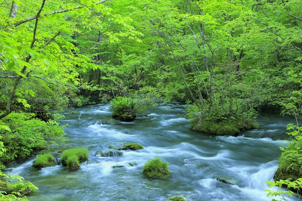 一枚岩のこんな珊瑚岩は２度と無いと思います！ 是非このチャンスにどうですか？ 一枚岩のこんな珊瑚岩は2度と無いと思います！ 是非このチャンス