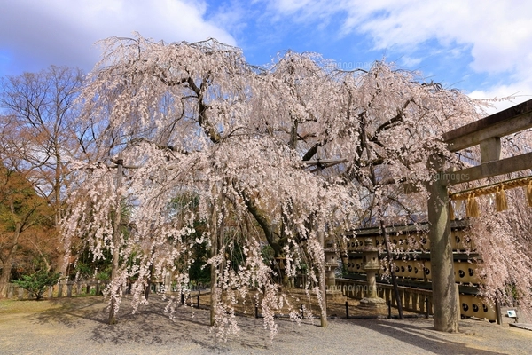 手描きイラスト✣創作水彩原画『朧桜』 手描きイラスト✣創作水彩原画『朧桜』