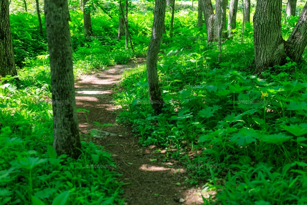 森の道 の写真素材 [FYI08298467] | ストックフォトの Qlean