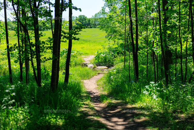 風景 森の小道 森の小道、1910 | アートプリント