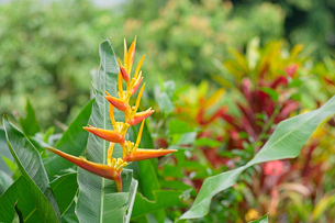 南国に咲く極楽鳥花の写真素材 [FYI08298677] | ストックフォトの