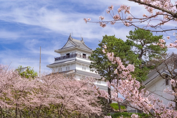 シロツメクサの花畑の風景 水彩イラストのイラスト素材