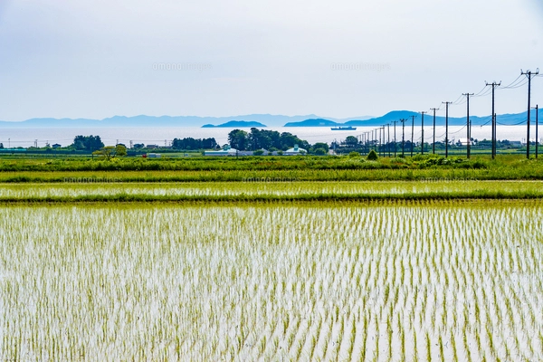 田んぼページ 海の見える田植えが完了した田んぼの写真素材 [FYI08299861