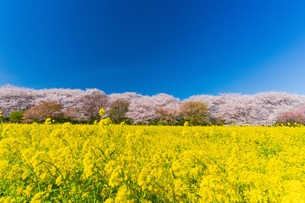 幸手権現堂桜堤 桜と菜の花の写真素材 [FYI08303488] | ストックフォト