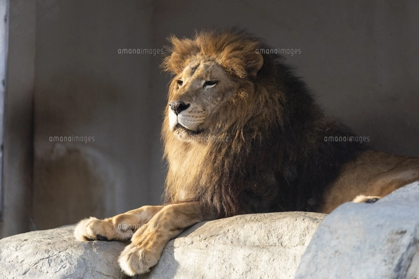 百獣の王ライオンの風格の写真素材 [FYI00121911] | ストック