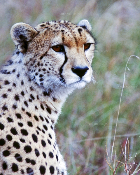 Mark Segal　Cheetah　絶滅危惧種　アフリカ Mark Segal Cheetah 絶滅危惧種 アフリカ