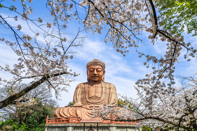 満開の桜に囲まれた聚楽園大仏の写真素材 [FYI08309008] | ストック