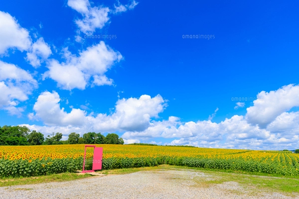 二枚セット　お花畑の中の「どこでもドア」お花畑の中のお花畑にやって来た！ 二枚セット お花畑の中の「どこでもドア」お花畑の中のお花畑に