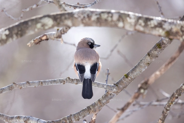 飛翔する雄雉の写真素材 [FYI00221628] | ストックフォトの Qlean