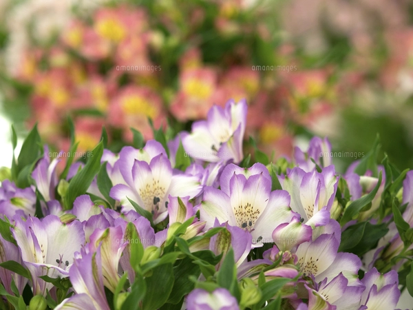 アリストロメリアの写真素材 [FYI04131118] | ストックフォトの Qlean