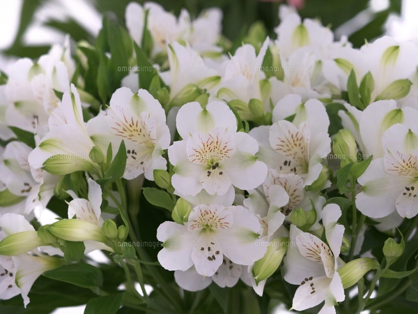 アリストロメリアの写真素材 [FYI04131118] | ストックフォトの Qlean