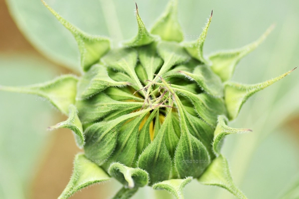 サクラ（バラ科サクラ亜科サクラ属の落葉広葉樹）の花と枝とつぼみと空