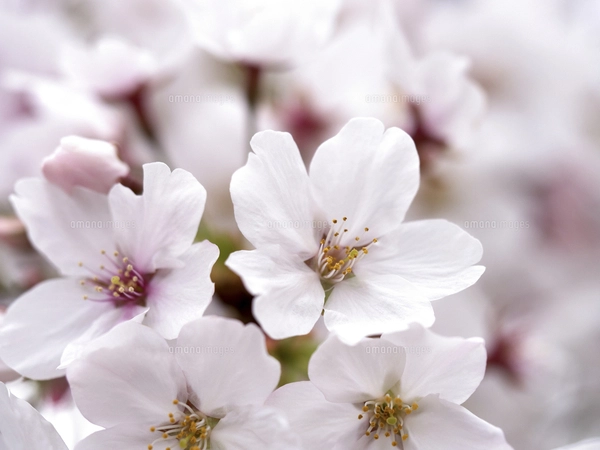 桜吹雪の写真素材 [FYI01444495] | ストックフォトの Qlean Market