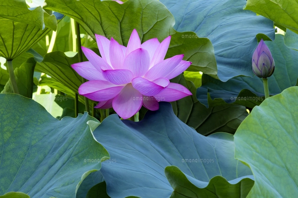 サクラ（バラ科サクラ亜科サクラ属の落葉広葉樹）の花と枝とつぼみと空