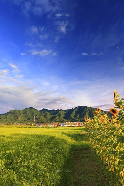 青い稲穂の写真素材 [FYI07448242] | ストックフォトの Qlean Market