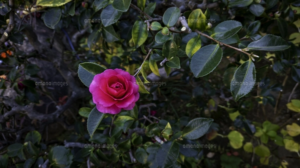 バラ科サクラ属サクラ亜属　桜　落葉広葉樹 サクラ（バラ科サクラ亜科サクラ属の落葉広葉樹）の花と枝とつぼみと空