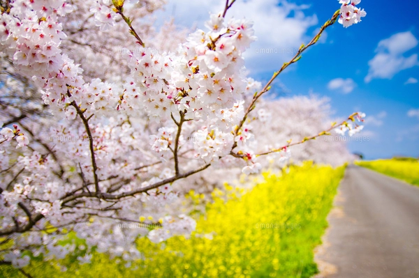 春の季節を感じさせる爽やかな青空と一面に咲く黄色の菜の花の花畑の