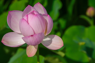 夏の陽射しに咲く淡いピンクの蓮の花の写真素材 [FYI08354743