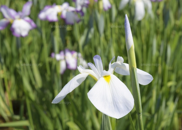 サクラ（バラ科サクラ亜科サクラ属の落葉広葉樹）の花と枝とつぼみと空